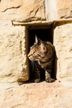A cat looking Stock Photos