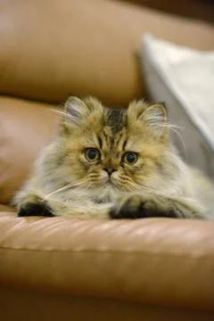 Cat looking Stock Photos