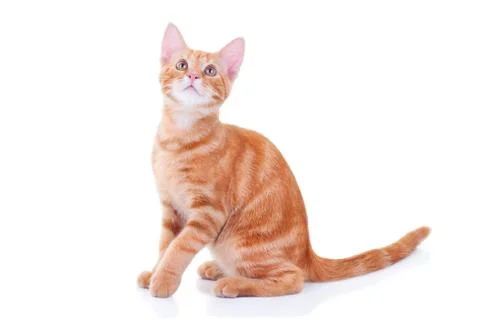 Cat Looking Up Stock Photos