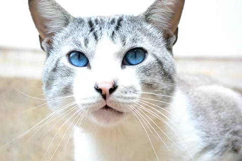 Cat looking Stock Photos