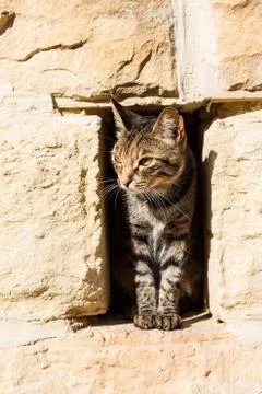 A cat looking Foto stock