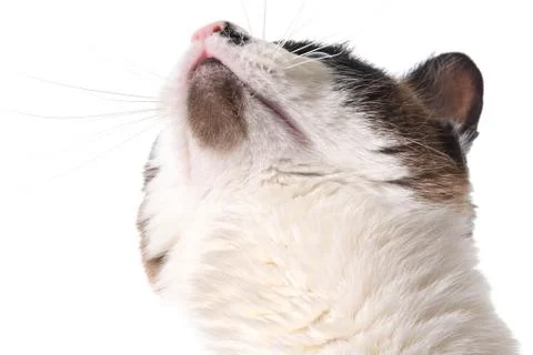 Cat looking up Stock Photos