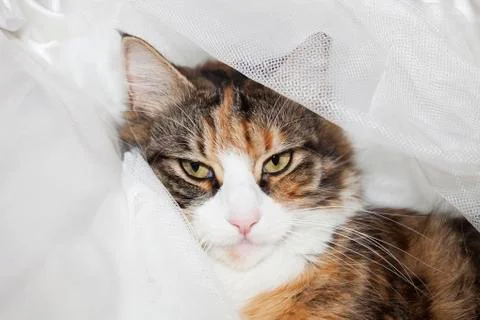 Cat looking Stock Photos