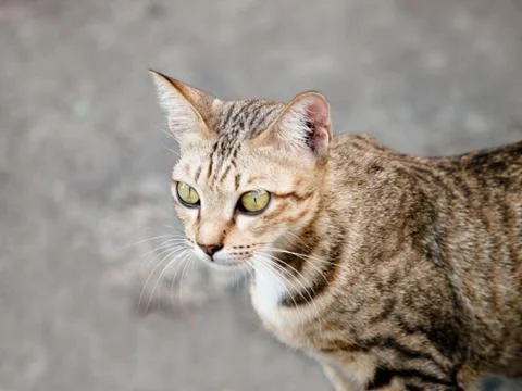 Cat looking Stock Photos