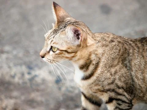 Cat looking Stock Photos
