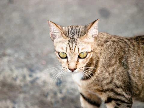 Cat looking Stock Photos