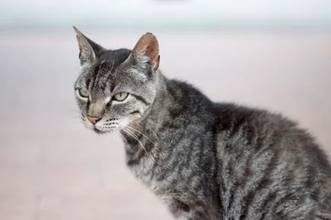 Cat looking Stock Photos