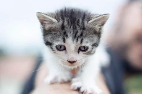 Cat looking Foto stock