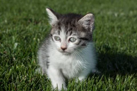 Cat looking Stock Photos