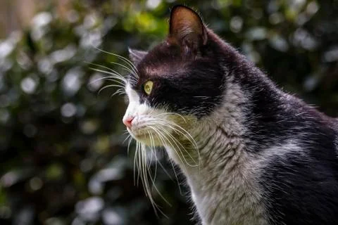 Cat looking Foto stock