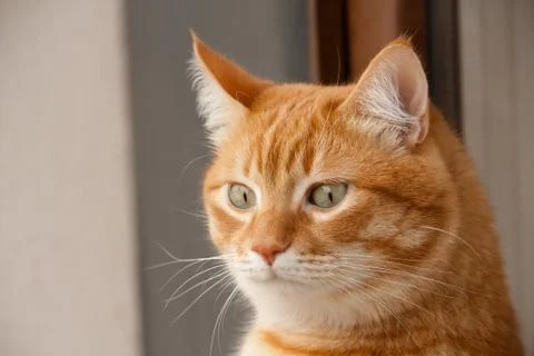 Cat looking Stock Photos