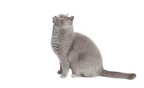 Cat looking up Stock Photos