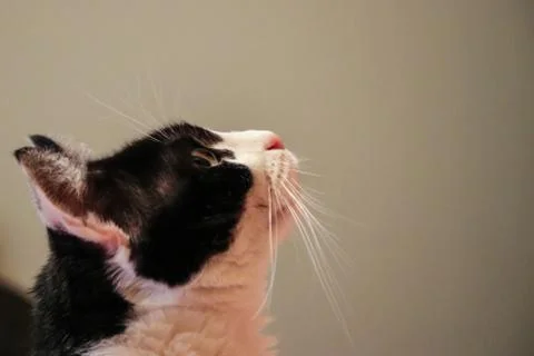 A cat looking up Stock Photos