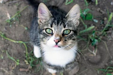 Cat looking up Stock Photos