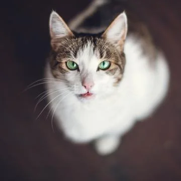 Cat looking up Stock Photos