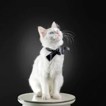 Cat looking up Foto stock