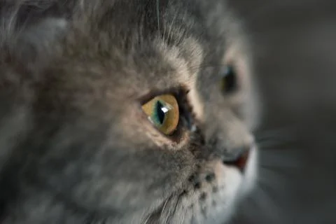 Cat is looking 写真素材