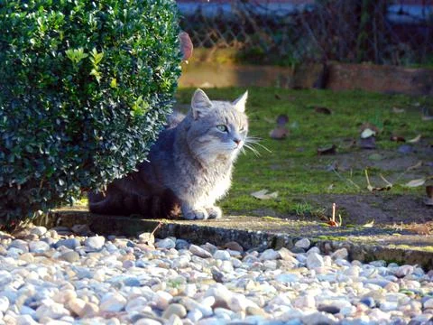A cat is looking at Stock Photos
