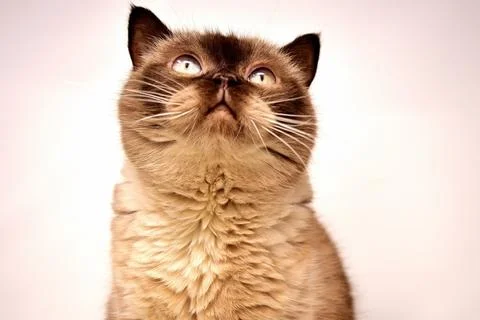 Cat looking up Stock Photos