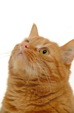 Cat is looking up. Stock Photos