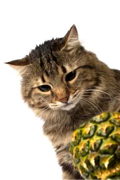 Cat looking at pineapple Stock Photos
