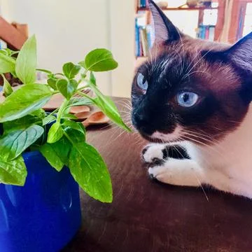 Cat looking at a pot of basil Fotos de archivo