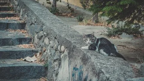 Cat looking pretty at the wall Stock Photos