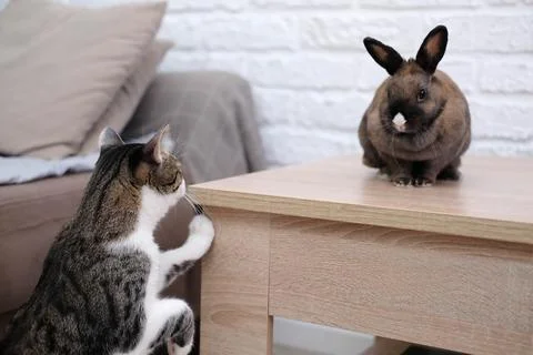 A cat looking at a rabbit sitting on the table. Stock Photos