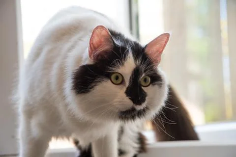 Cat looking ready to pounce Stock Photos