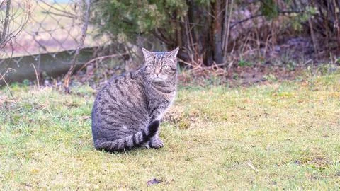 Cat looking to the right, Cat on the front lawn, Indoor cat outdoors Stock Photos