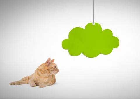 Cat looking right with green cloud hanging Stock Photos