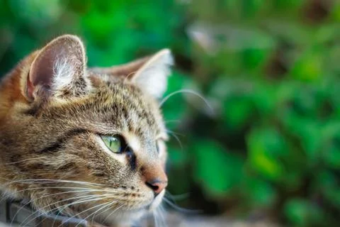 Cat looking to the right 스톡 사진