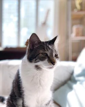 Cat looking serious Stock Photos