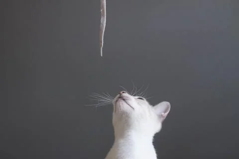 Cat looking up to a shoelace Stock Photos