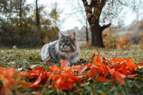 The cat is looking to the side and sits on a green lawn Stock Photos