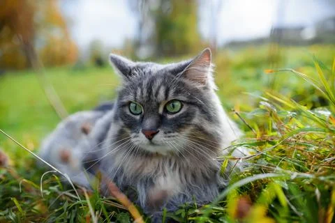 A cat looking to the side and sitting in the green grass, close-up. Stock Photos