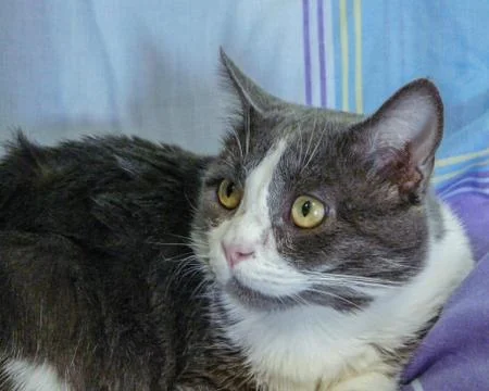 Cat looking to the side Stock Photos