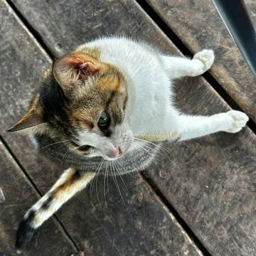 Cat looking to the side Fotos de archivo