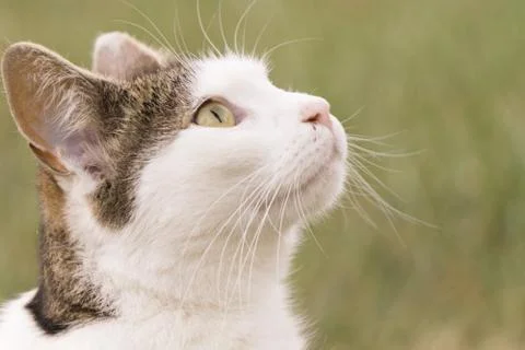 A cat is looking to the sky Stock Photos