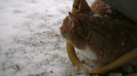 Cat looking at snow flakes Stock Footage 594973