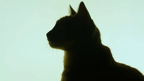Cat looking for something abstract footage Stock Footage 101354408