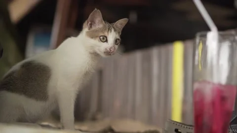 Cat looking at something Video stock 213104394