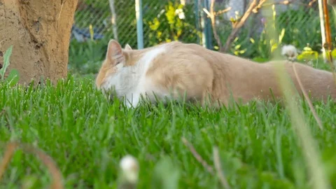 A cat is looking for something in the grass Stock Footage 85425070