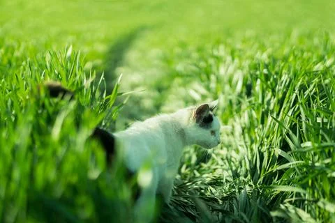 The cat is looking for something in the green grass Foto stock