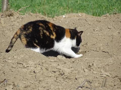 A cat is looking for something in the ground Photos
