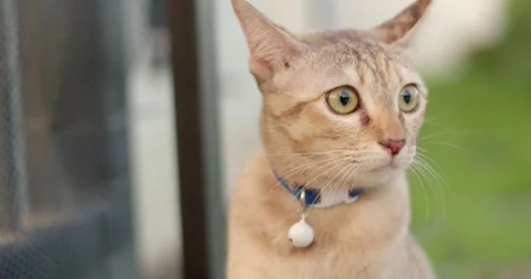 The cat is looking for something outside the fence. Stock Footage 239363404