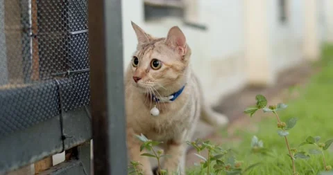 The cat is looking for something outside the fence. Stock Footage 239373310