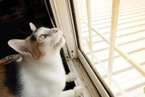 Cat looking at something outside the window intently. 库存照片