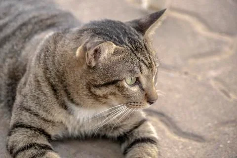 Cat looking for something Stock Photos