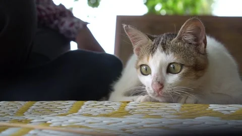 A cat is looking at something with sharp focus Video stock 219594796